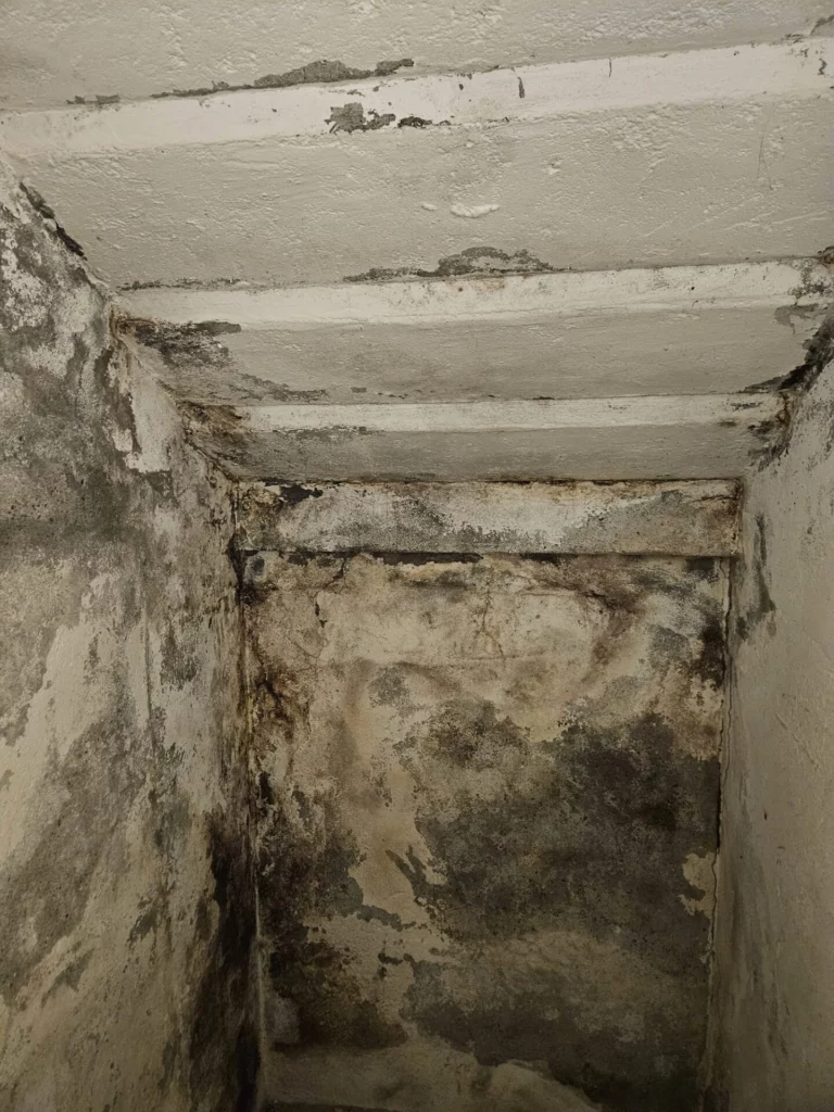 Schimmelsanierung Vorher